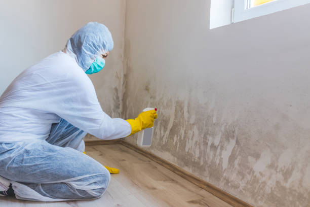 Licensed Basement Mold Removal service in Woodland, WA - WQB Mold Removal