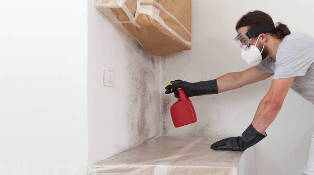 Professional Basement Mold Removal technician working in Woodland, WA