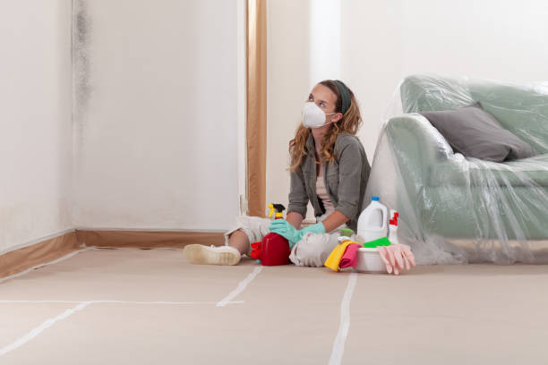 Reliable Basement Mold Removal contractor in Woodland, WA by WQB Mold Removal